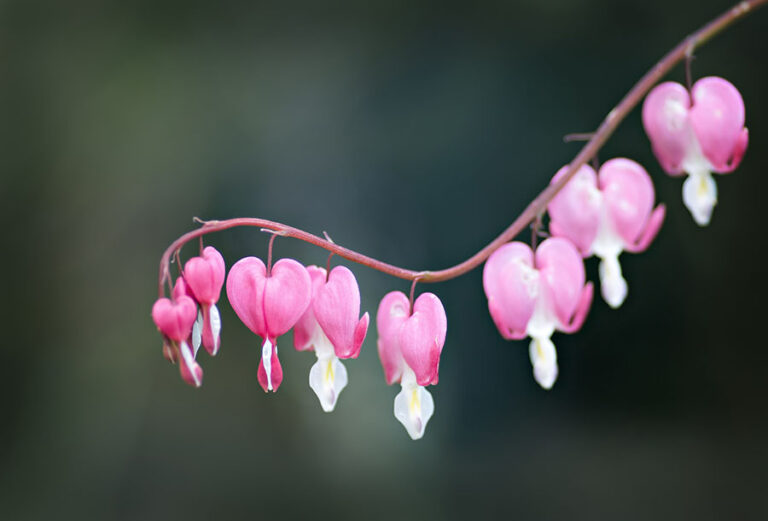 Fragility