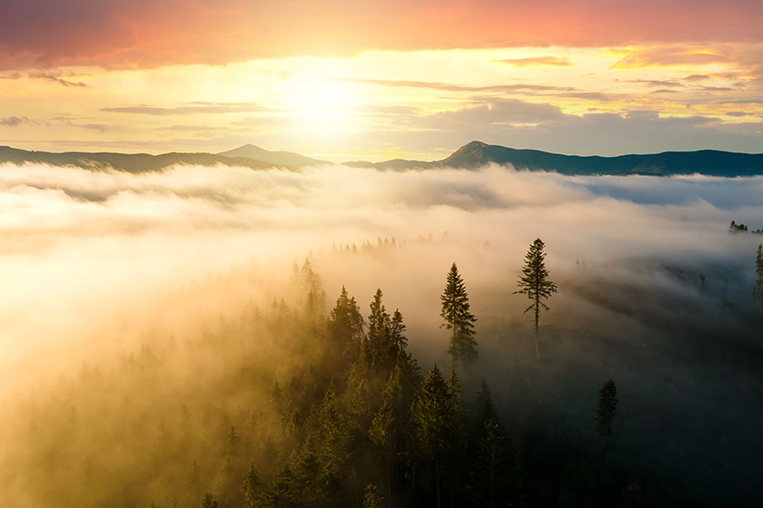 View from above of dark moody pine trees in spruce foggy forest with bright sunrise rays