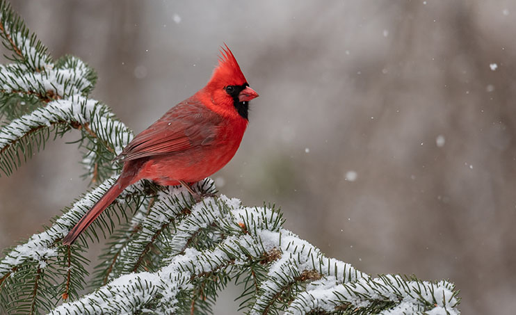 Northern Cardinal in Snow